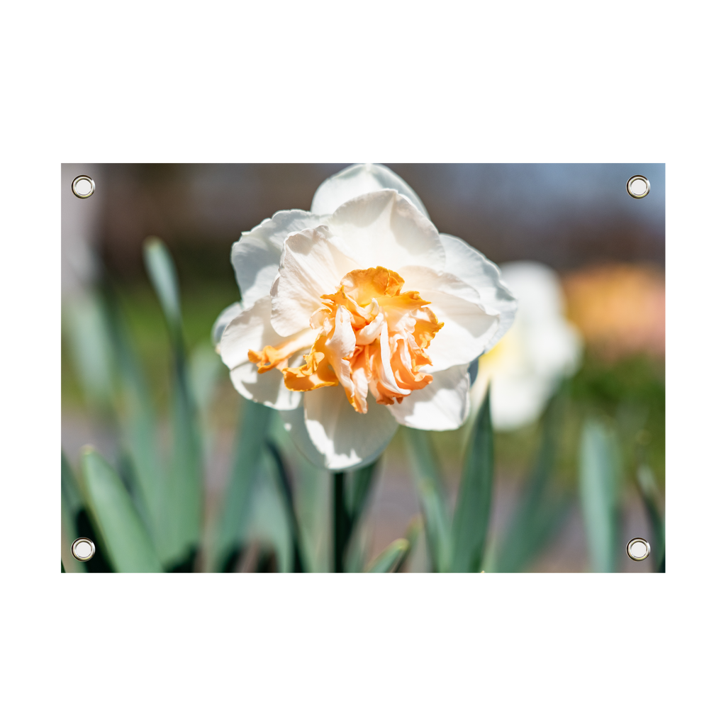 Tuinposter Narcis